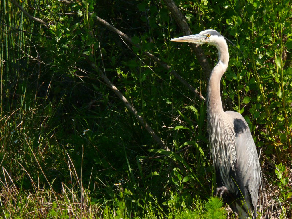 Great Blue Heron Ncwetlands Kg : North Carolina Wetlands