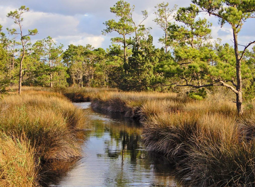 scene-marsh-channel-roanoke-marshes-game-land-ncwetlands-kg-3-north