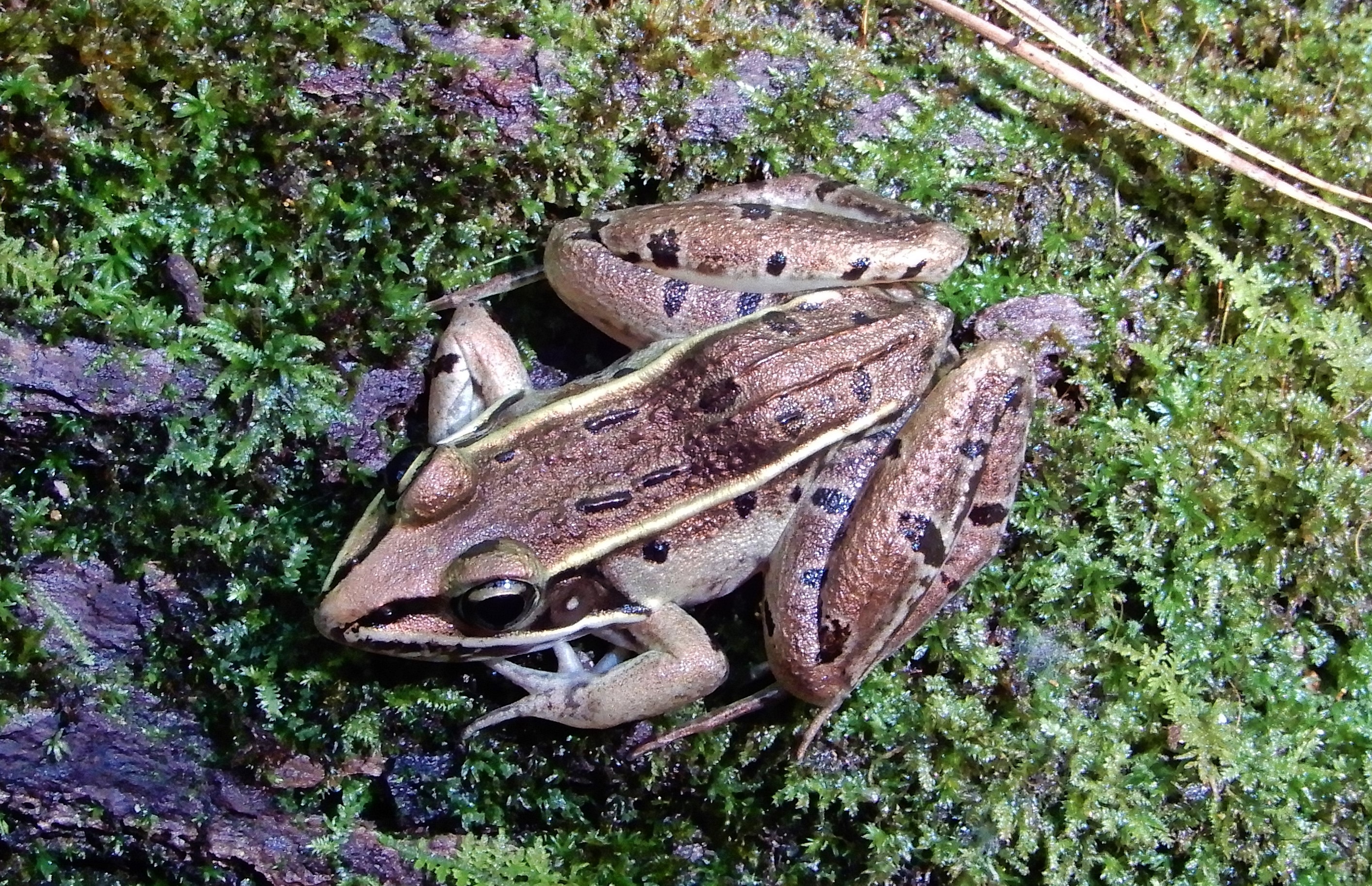 amphibian southern leopard frog Goose Creek State Park KG : North